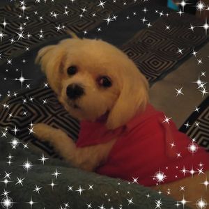 Meet your Posher, Belva